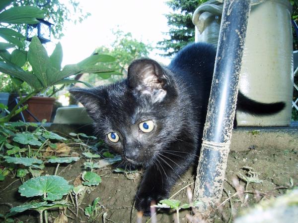 Der erste Ausflug von Balou im Garten