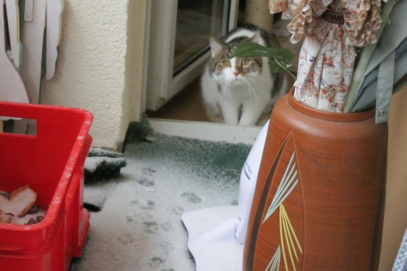 Der erste Schnee - was ist das denn ?