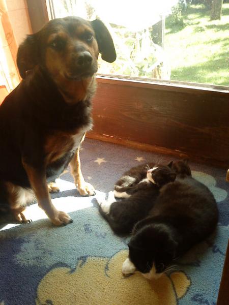 Der Hund meiner Eltern, und die Mietzen :-)