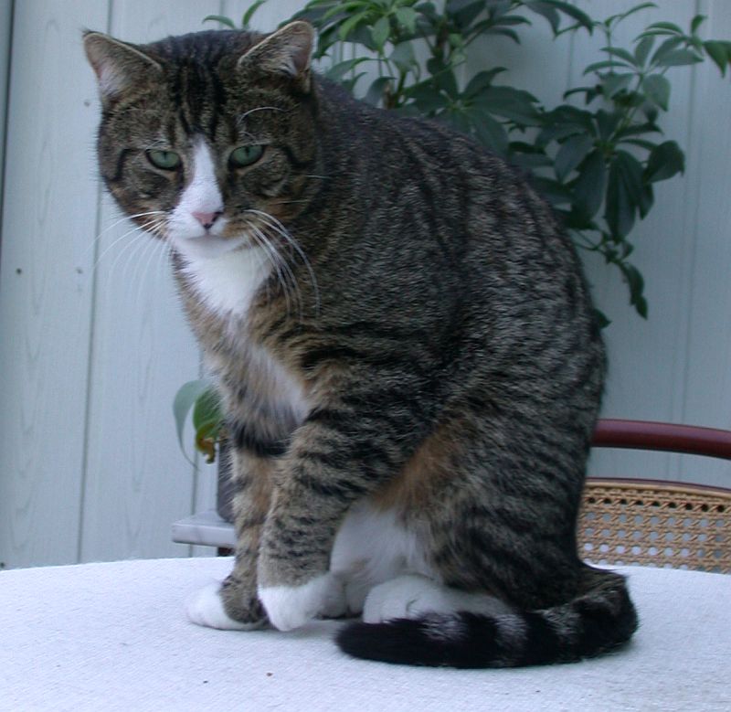 Der Kater bin ich...