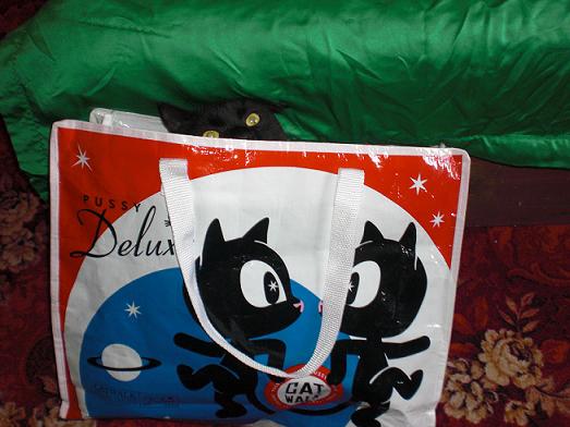 der Kater in der Katzentüten, der Blick ist einfach zu herrlich