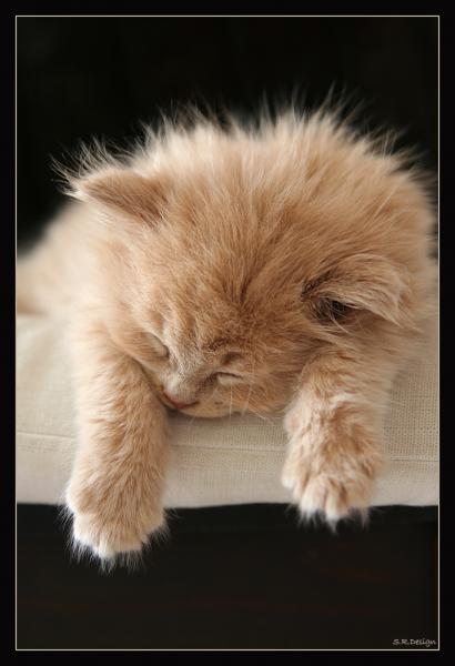 Der kleine Dakota. Mittlerweile ist er ein riesen Brummer - Maine-Coon-Mix.