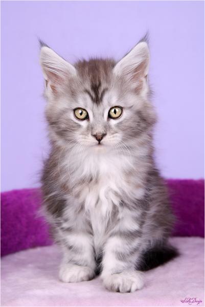 Der kleine Mann ist ein Maine-Coon einer Bekannten.