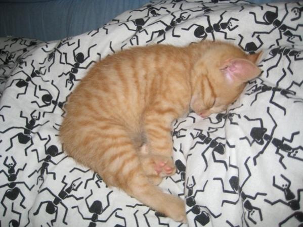 Der kleine Spatz beim ratzen.....