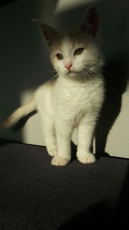 der kleine süße Kimba :-)