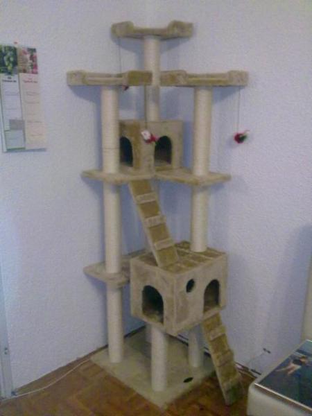 Der Kratzbaum steht