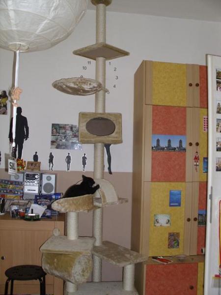 der Kratzbaum wird erkundet   (nach erweiterung und umbau nun 3 Meter hoch)