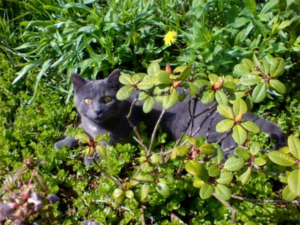 Der schöne Speedy in seinem Lieblingsbusch :)