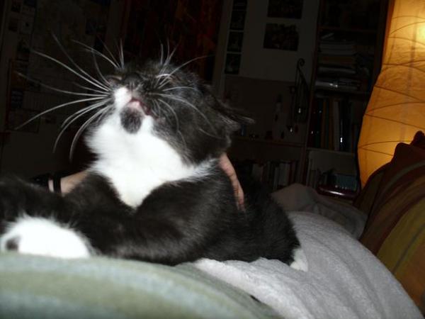 der schwarze Punkt am Kinn ist einfach goldig