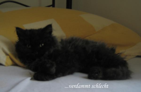 der untertitel war bezieht sich au die qualität des videos wofür ich das bild nutze...war zu faul es weg zu machen :-)

17 Wochen, Paula, 1,6kilo