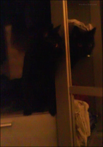 der wäsche schrank hält momentan als kletterbaum hin, wir erwarten sehnsüchtigst unseren riesen kratzbaum ..