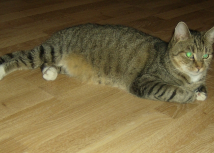 dicke Plautze,kurze Pause