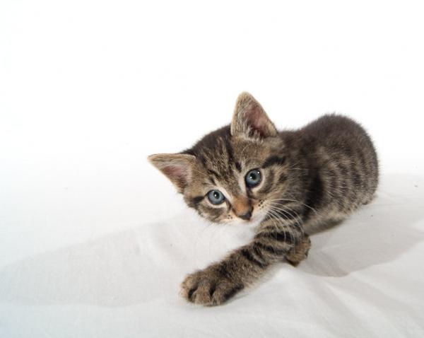 dicks
photographed by Pascal Bovet (http://www.pascalbovet.com/)