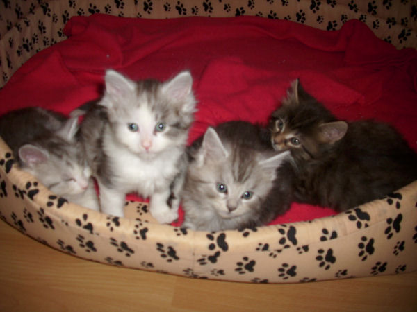 Die 4 Katerchen
nach dem Spielen erledigt = Ruhepause!