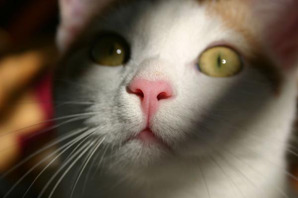 Die Augen sind der Spiegel der Seele