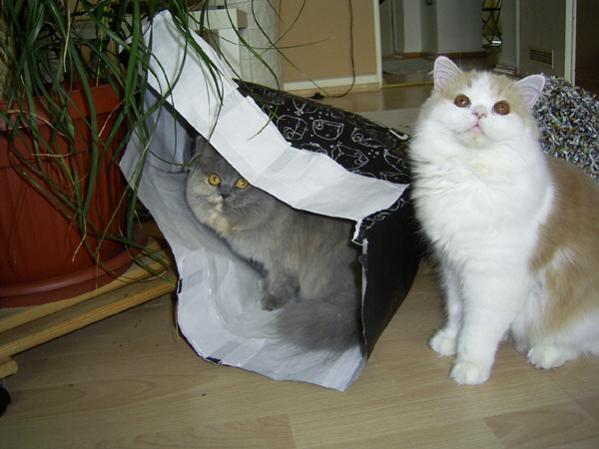 die beiden in Aktion