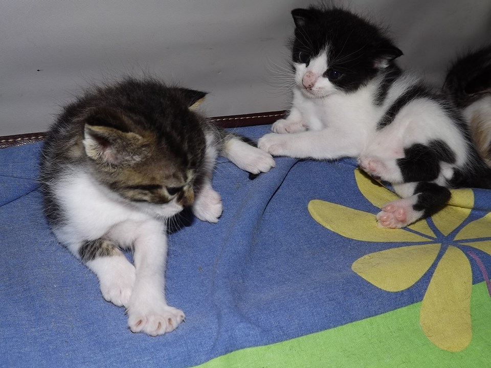 die beiden Jungs der Familie