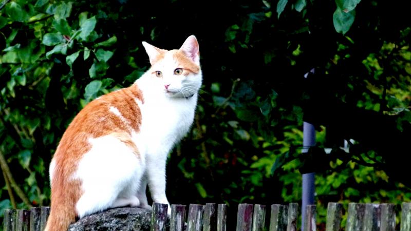 Die beste Aussicht hat man immer noch vom Gartenzaun