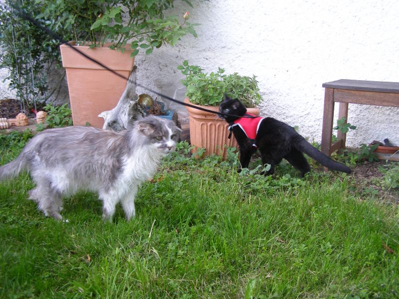 Die blinde Marlene macht ihren ersten Ausflug an der Leine