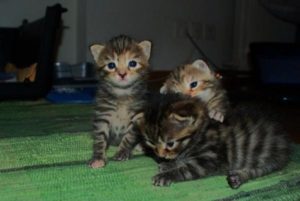 die drei Tiger (Frau Mayr, Micke und Renée)