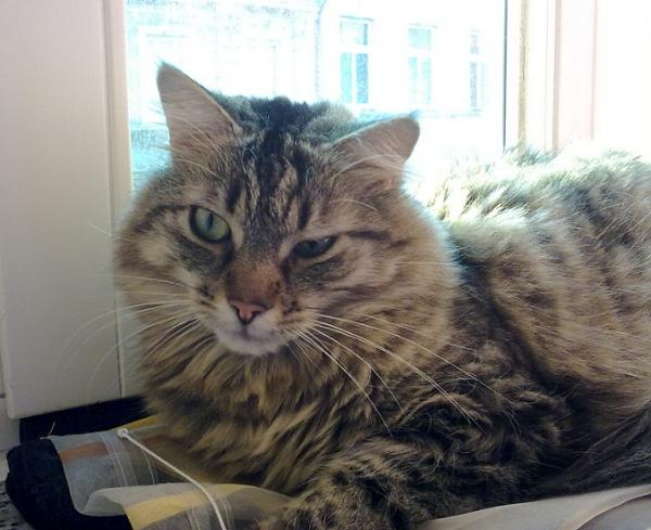 die Gardine sieht auf der Fensterbank viel besser aus, ehrlich!!