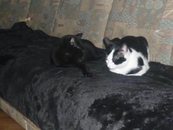 Die Geschwister Nala und Felix beim Schlafen