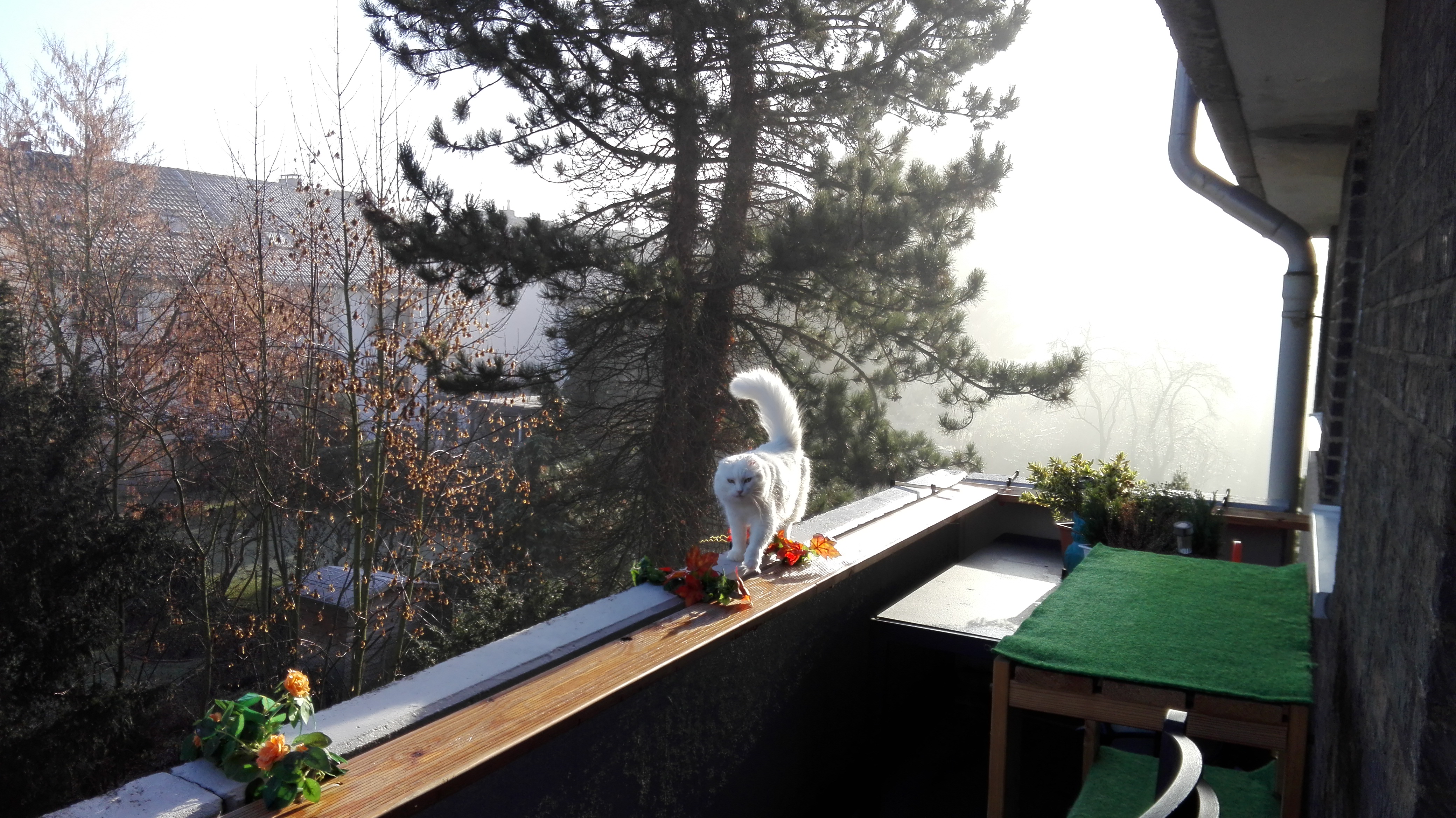 Die Katze die aus dem Nebel kam