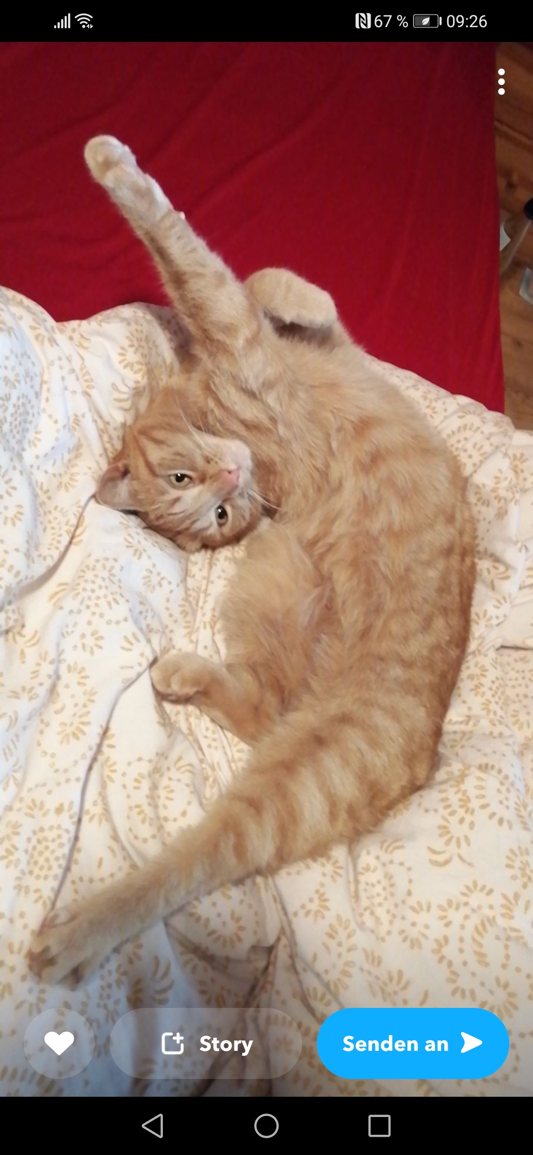 die kleine Ohneschwanz