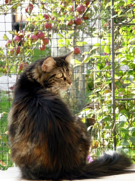 ...die kleine Penny musste ich nach acht Monaten über die Regenbogenbrücke gehen lassen...
