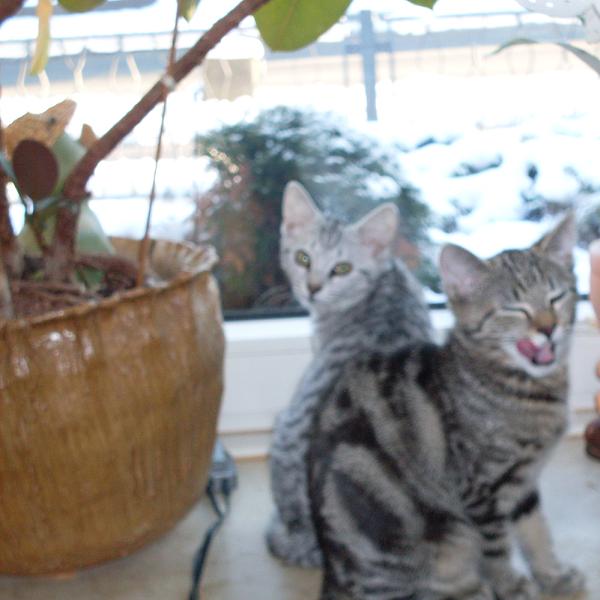 die kleinen Fenstergucker II

Der vordere, ist unser kleiner Kater Silas und dahinter sitzt Daira.
