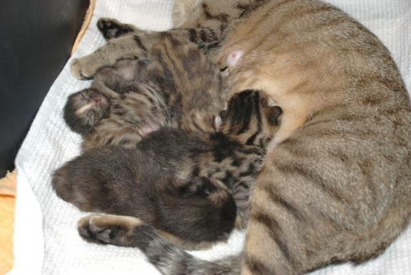 die kleinen sind nun 1 Woche alt