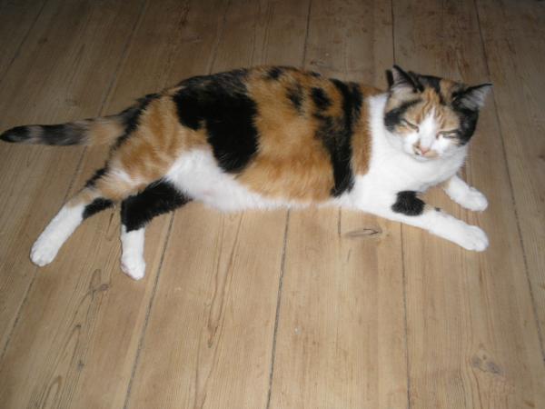 die Lilly (trächtig)