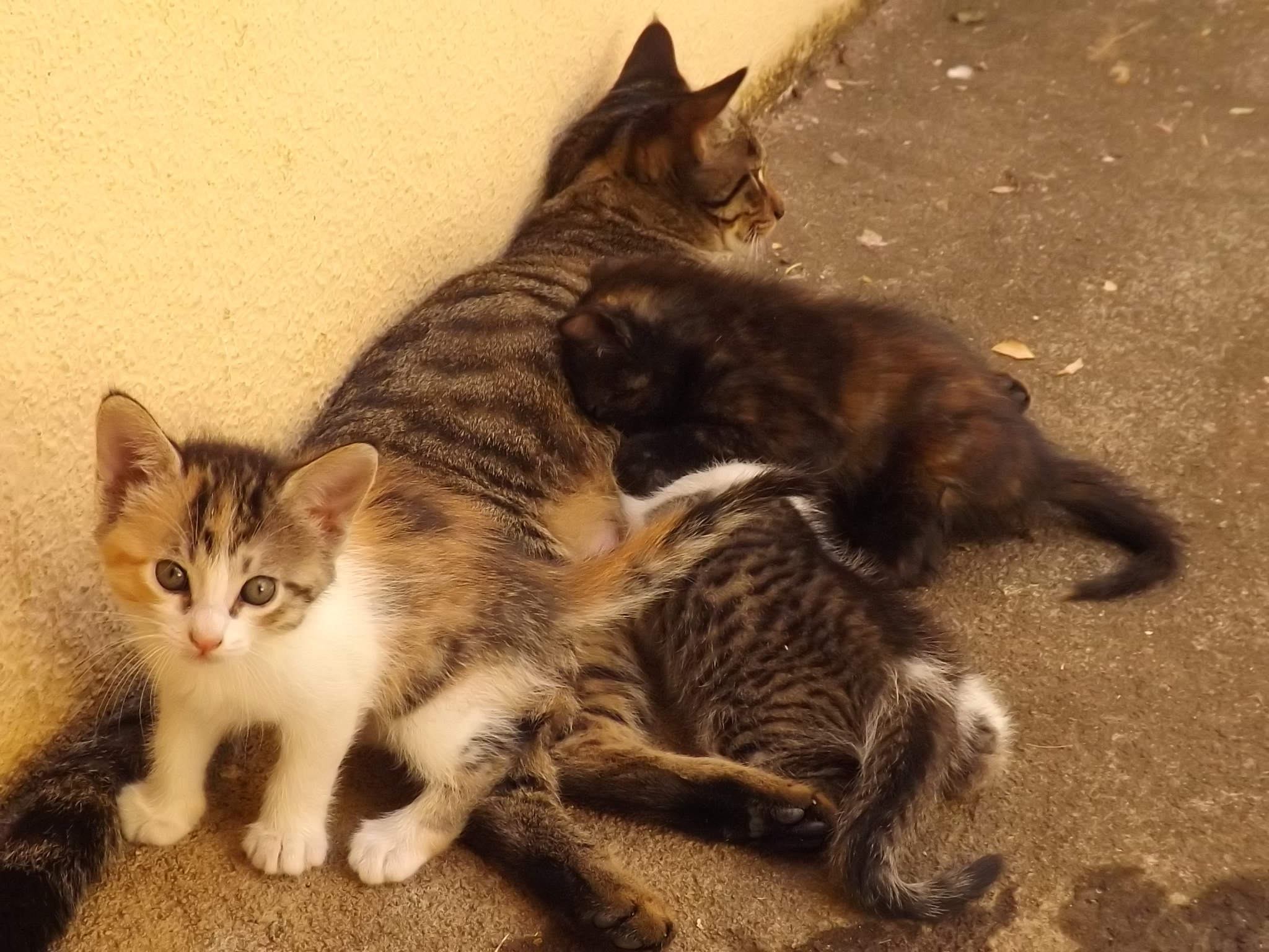 die Mama säugt sie noch, aber nur noch ab und zu