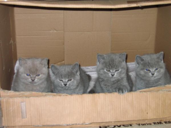 Die Rasselbande mit 6 Wochen