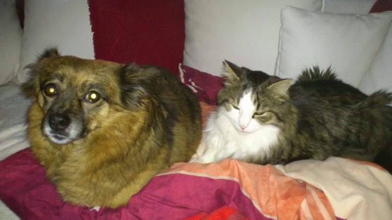 die sind wie Hund und Katz