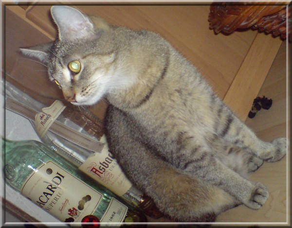 Die stolze Mama der Rasselbande, Turbo