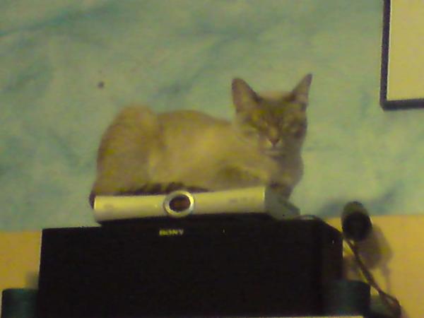 Die Technikkatze (Agent J)