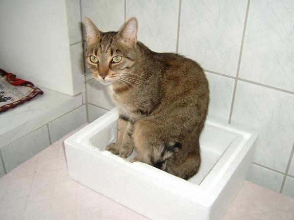 Die Tiger im Karton.