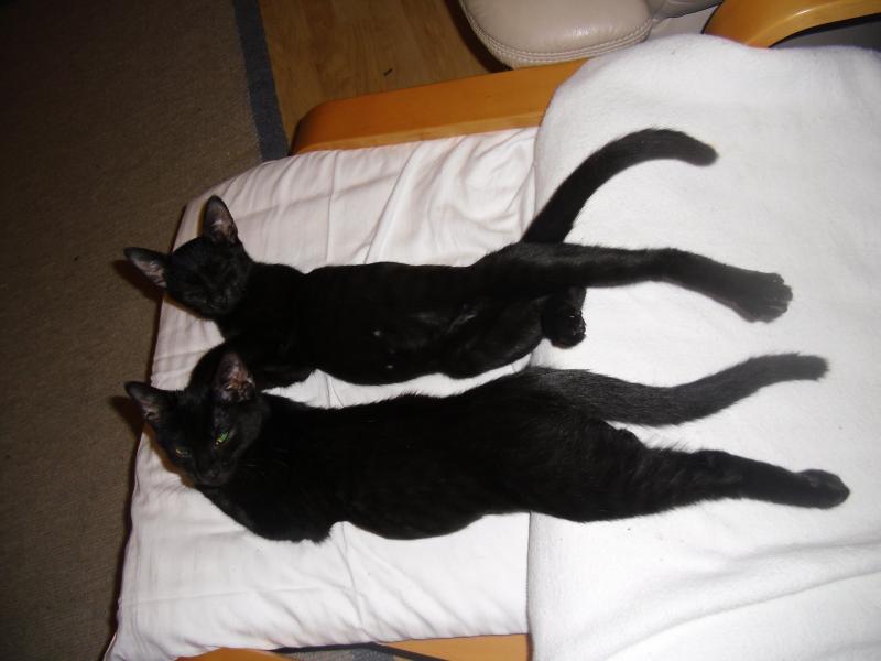 Die zwei Bauchschläfer