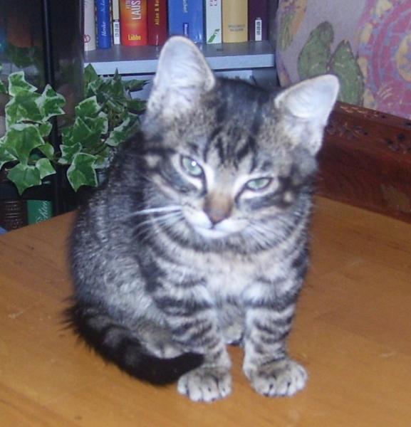 Dieses Bild ist am 11.11.2008 entstanden, als meine Dosi ihre alte Mieze "Gizmo" einschläfern ließ. Gizmo war 17 3/4 Jahre alt und sie ist jetzt im Katzenhimmel. Da geht es ihr bestimmt besser.