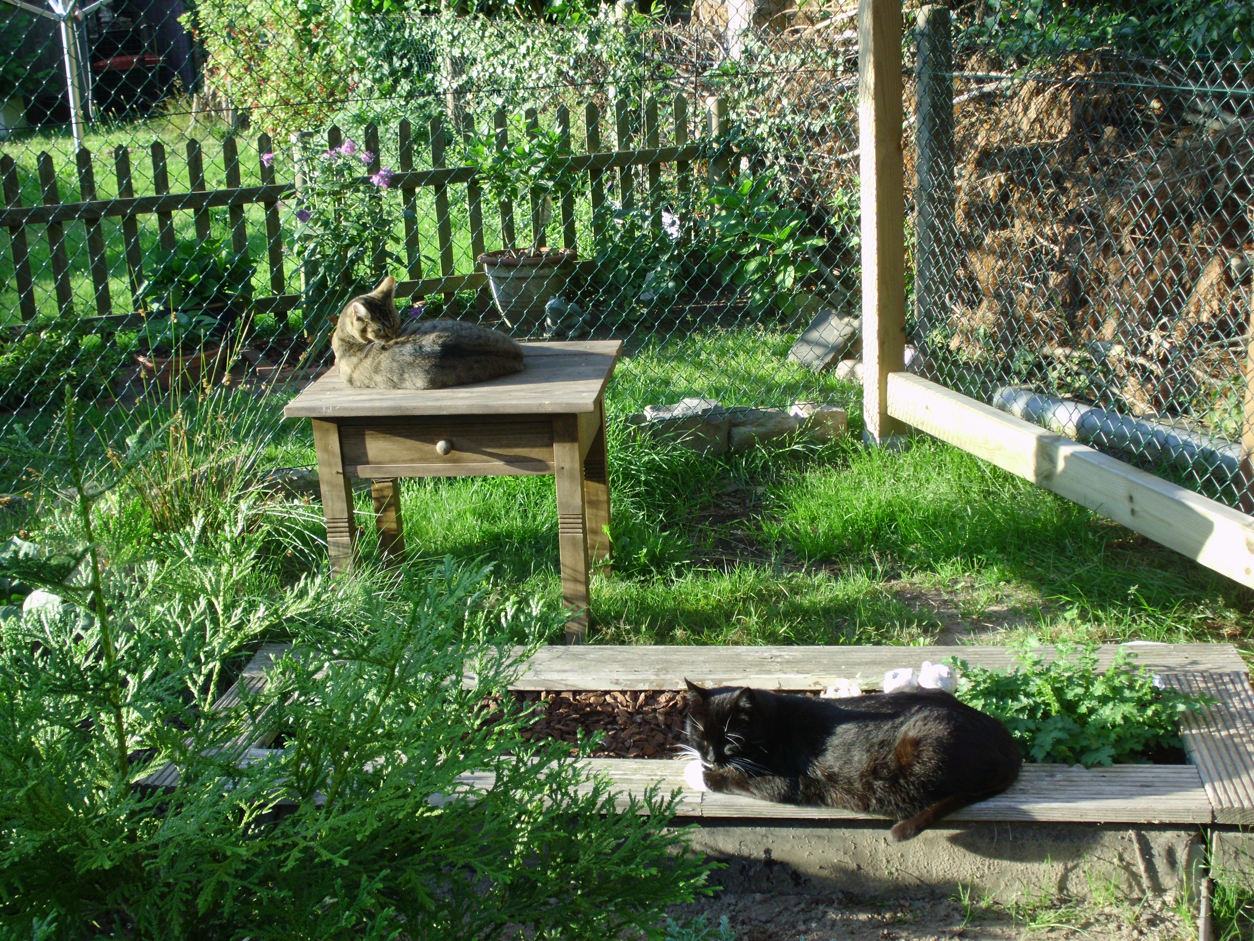 Dieses Bild ist vom Sommer 2016. Die beiden liegen in der Abendsonne in ihrem Katzengehege.