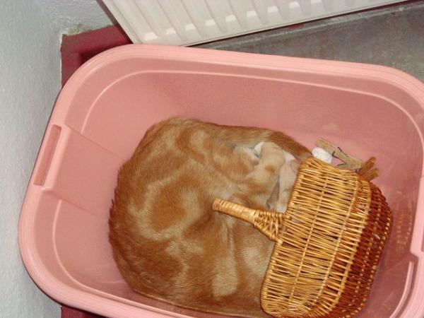 doc´s lieblings schlafplatz