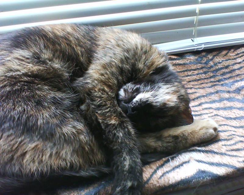 DSC00039    die kleine micka sucht ihn sehr und kommt nicht davon weg deit dem ist sie so kranck..gehworden mus schön mit clomicalm anfagen mall sehen ob ich sie damit helfen kann