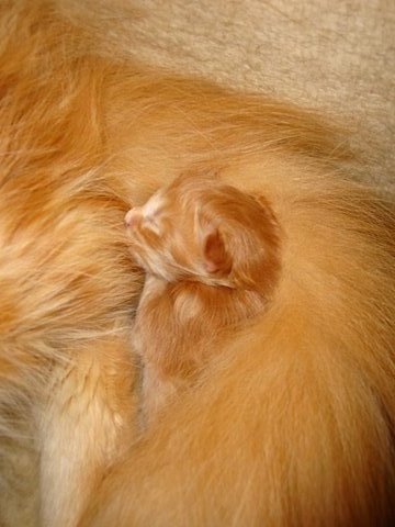 DSC01075 mein süsser schatz blaze