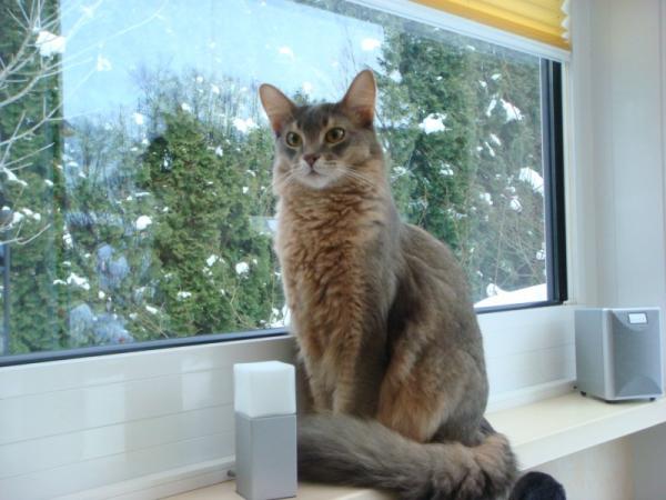 DSC07520 [800x600]
Calimero ( Cali) 2 J.
Somali blue