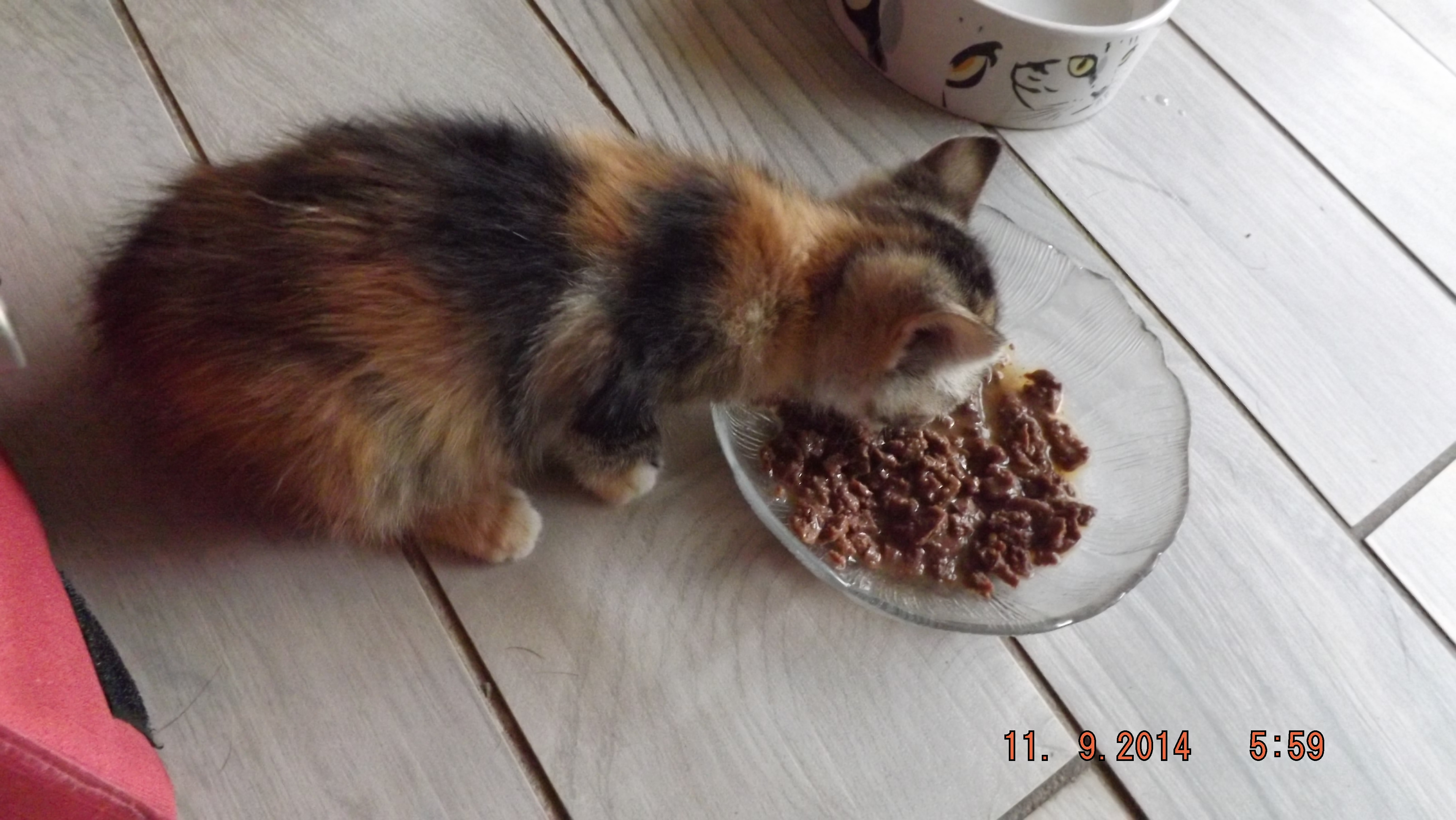 DSCF0963

Für Ronja gibt es nur eines was zuerst kommt....futtern, futtern und futtern.