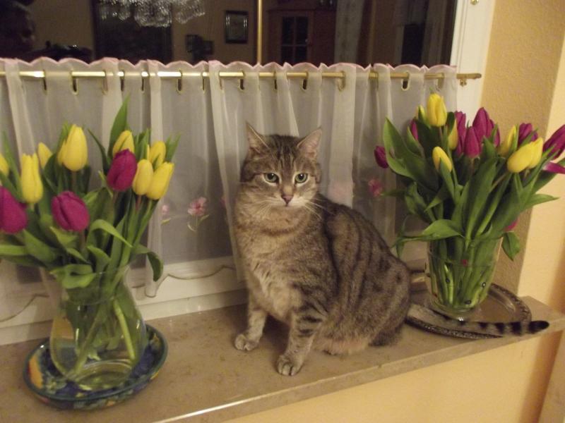 DSCF5199

geboren: 28.02.1999

bei meiner Familie eingezogen: 25.01.2000

Verstorben: 22.11.2013