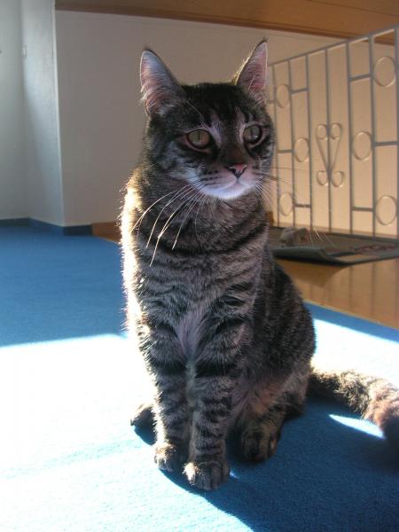 DSCN3788 Katerchen Nr2