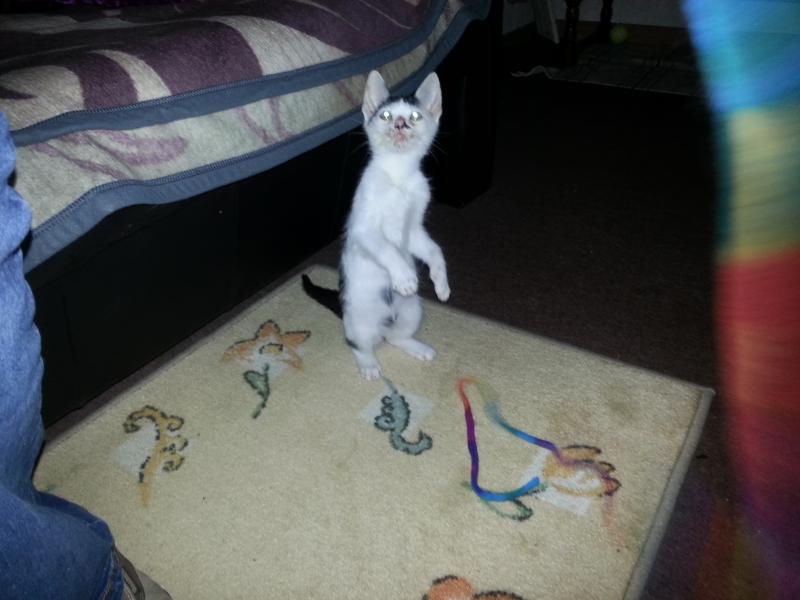 Du warst damals so abgemagert... hattest Pilz.. Schnupfen... warst ein richtig bemitleidenswerter Kater.. :-(