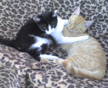 Easy und Goli. ein Liebespaar bis heute;o)